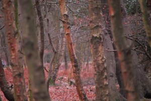 Epping Forest in Winter a picture by martinv_morris