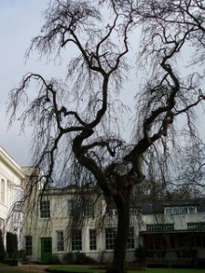 Woodbrooke Tree (C) Ben Jarman
