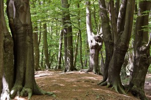 Epping forest picture